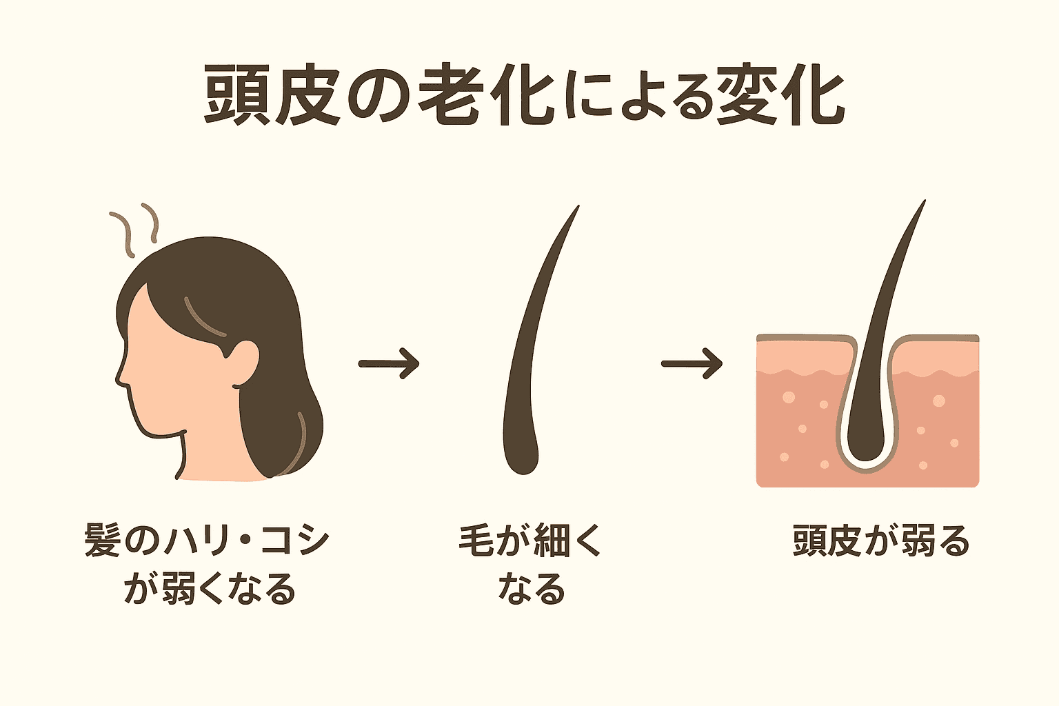 頭皮の老化による変化（髪のハリ・コシの低下、細毛化、頭皮の弱り）を示す図版